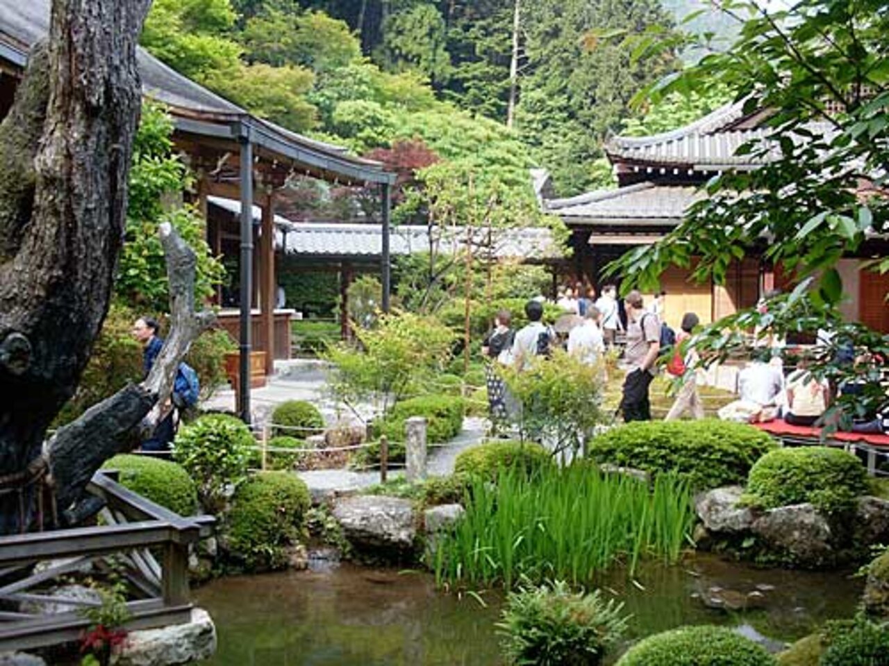 🍁 계록미 관음 적광원 (쓰가오칸논 작코인) 이미지 4